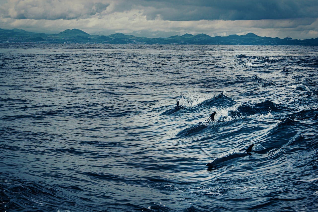 Liveaboards in Maldives